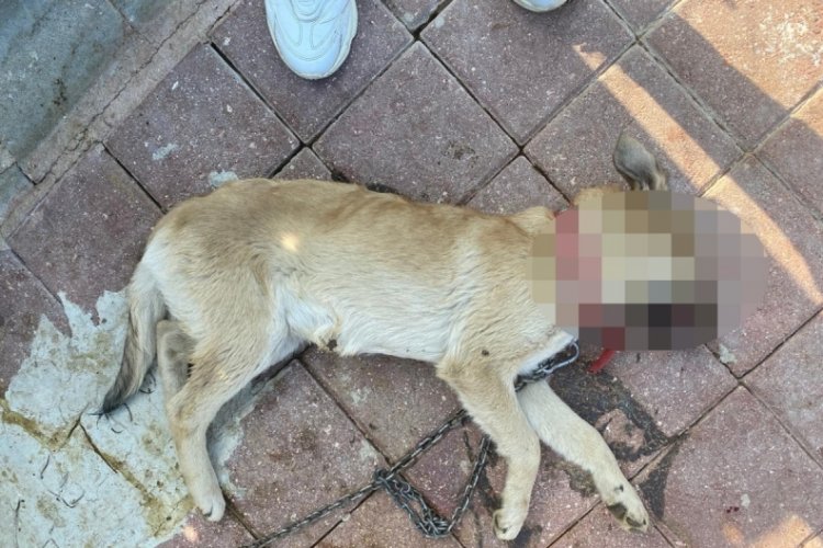 Çuvaldaki köpeği yola düşürüp ölümüne sebep olmuştu! Cezası belli oldu