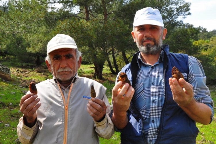 'Kuzug&ouml;beği'nin kilosu 200 liradan alıcı buluyor