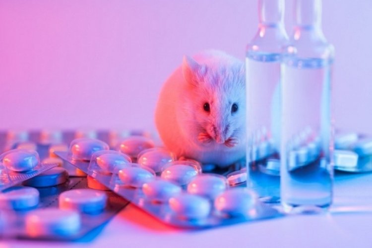Araştırma: 192 milyondan fazla hayvan, deney için laboratuvarlarda tutuluyor