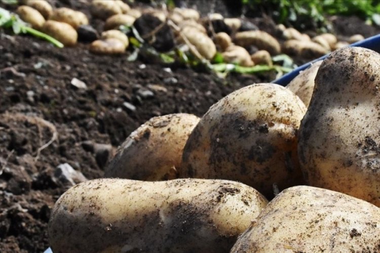 TMO, patates ve soğanlara 25 milyon TL ödedi