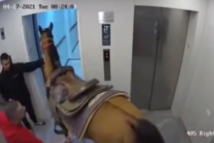 Atını asansöre bindirdi