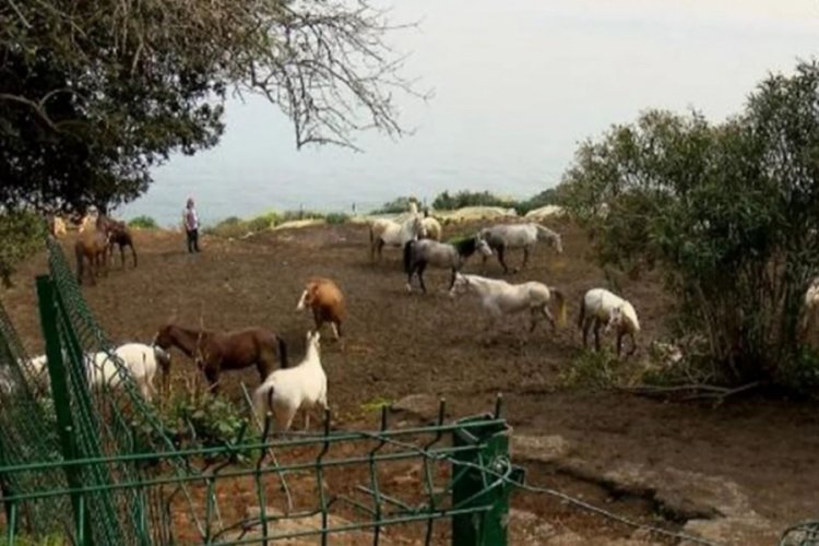 Kayıp atları savcılığa bildiren kişiye soruşturma