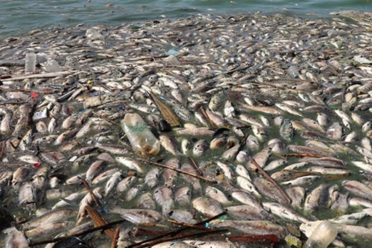 Lübnan'da 40 tondan fazla ölü balık karaya vurdu