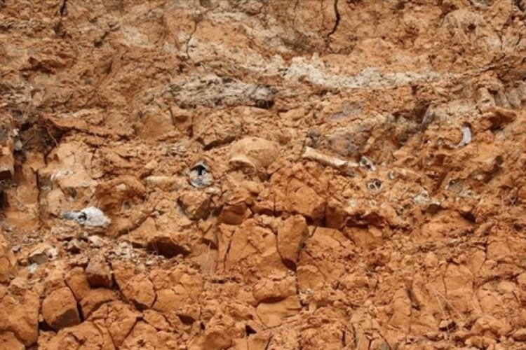 1 milyar yıllık fosil keşfedildi: En eski &ccedil;ok h&uuml;creli canlı olabilir