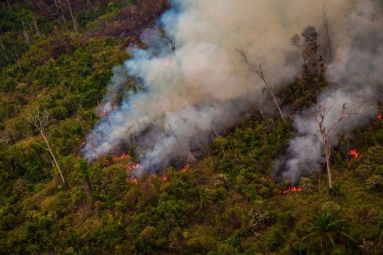 Amazon ormanları depoladığından daha fazla karbondioksit üretti