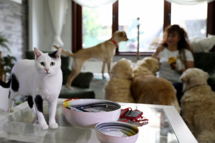 Bursa'da villasında 33 kedi ve 4 köpeğe bakıyor
