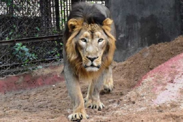 Hindistan'daki hayvanat bahçesinde 8 aslan koronavirüse yakalandı
