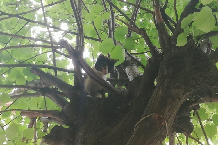 Bursa'da ağaçta kalan kedi kurtarıldı