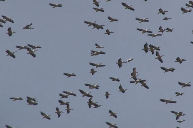 Bursa'da ak pelikanların gökyüzündeki dansı havadan görüntülendi