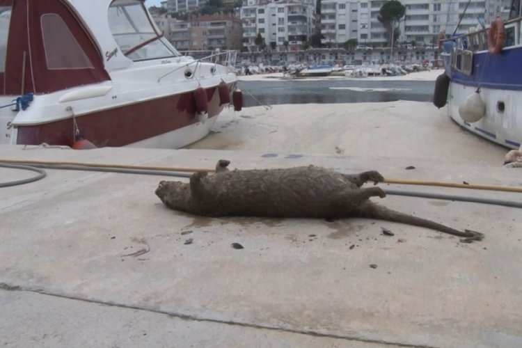 Bursa'da kıyıya su samurunun cansız bedeni vurdu