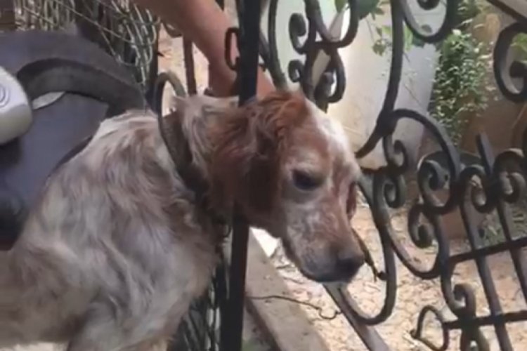 Başı demir korkuluklara sıkışan köpeği itfaiye kurtardı Güncel