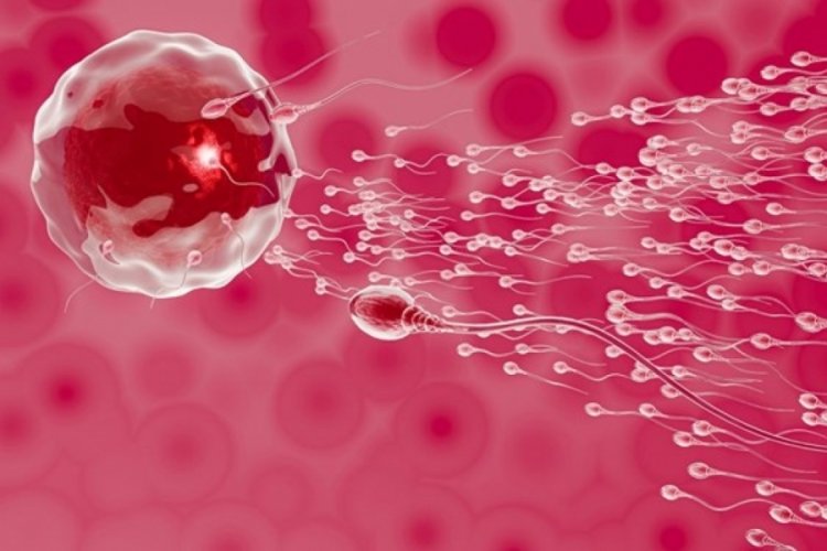 Araştırma: BioNTech-Pfizer aşısı spermlere zarar veriyor mu?