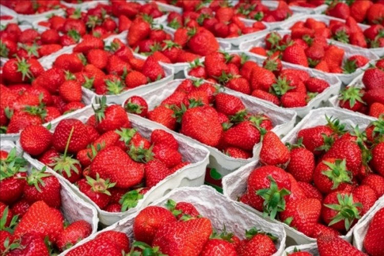 Tescilli Silifke &ccedil;ileği 15'ten fazla &uuml;lkeye ihra&ccedil; ediliyor