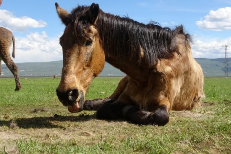 Ayağı kırık olduğu i&ccedil;in &ouml;l&uuml;me terk edilen at, y&uuml;rek burkuyor