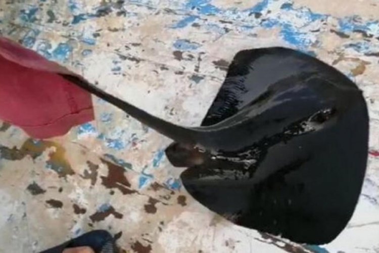 Nesli tehlike altındaki mor vatoz oltaya takıldı