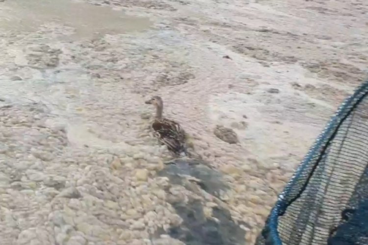 Bursa'da deniz salyaları ördeklere de zor anlar yaşattı