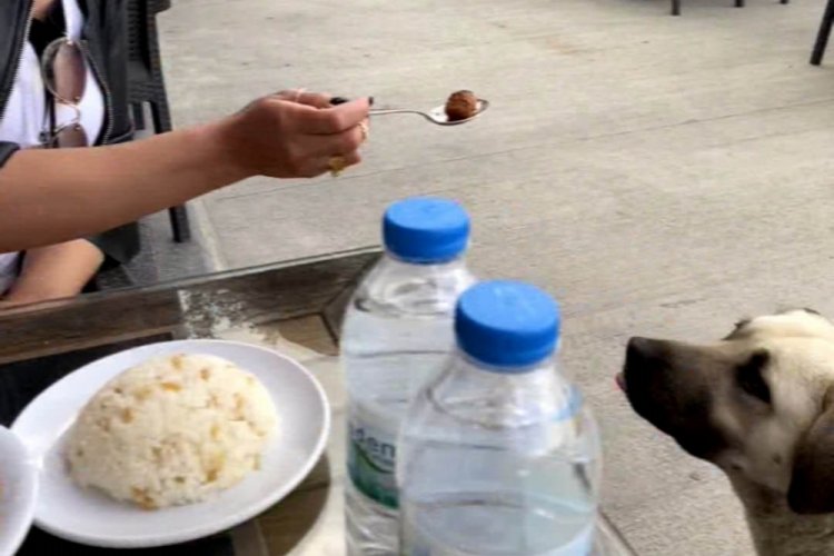 K&ouml;peğe kaşıkla yemek vermesi tartışma konusu oldu