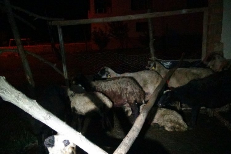 Sokak k&ouml;pekleri 12 koyunu telef etti