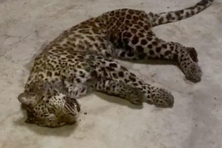 &Ccedil;in'de 3 leopar safari parkından ka&ccedil;tı