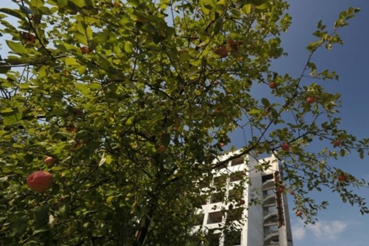 &Ccedil;ernobil'de yetişen elmalardan i&ccedil;ki yaptılar