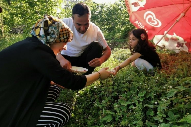 4 saatte bir kilo toplanabilen &ccedil;ileğin kilosu 200 TL