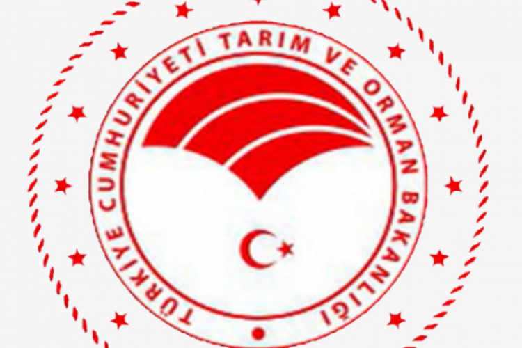 &Ccedil;in'den salatalık ithalatı yapıldığına ilişkin iddialara yalanlama
