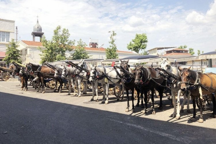 Kayıp atların akıbeti yılan hikayesine d&ouml;nd&uuml;
