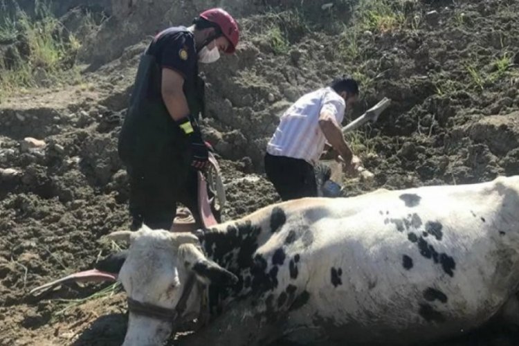 Bataklığa saplanan inek vin&ccedil; ile &ccedil;ıkarıldı