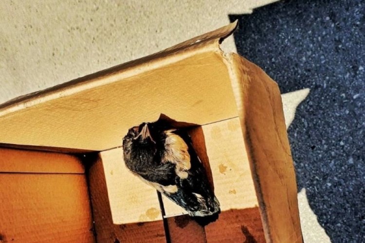 Bursa'da itfaiye ekipleri, yuvasından düşen yavru kuş için seferber oldu