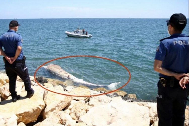 8 metrelik dev Mersin'de sahile vurdu!