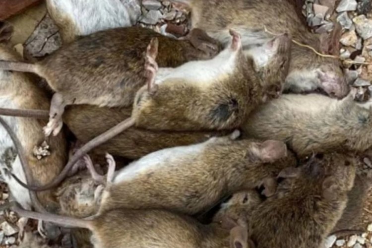 Avustralya'da inanılmaz olay: G&ouml;kten fare yağdı