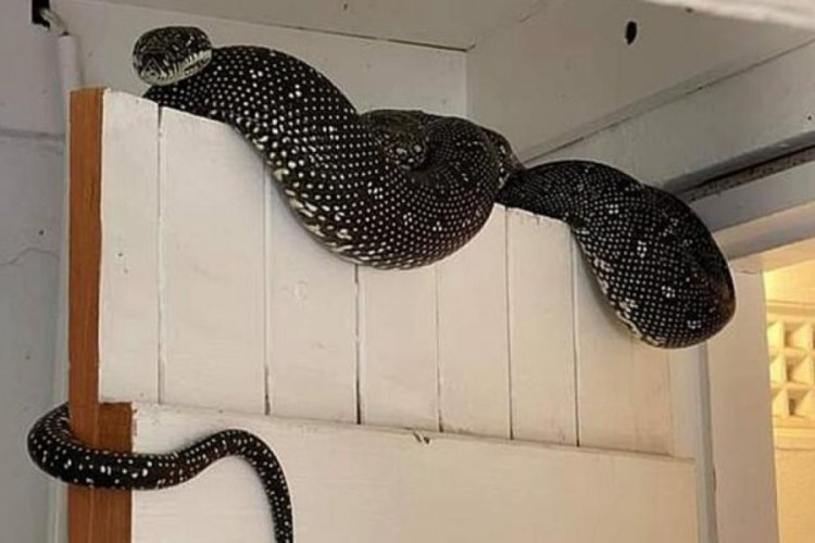 &Ccedil;amaşırların arasından 3 metrelik piton &ccedil;ıktı!