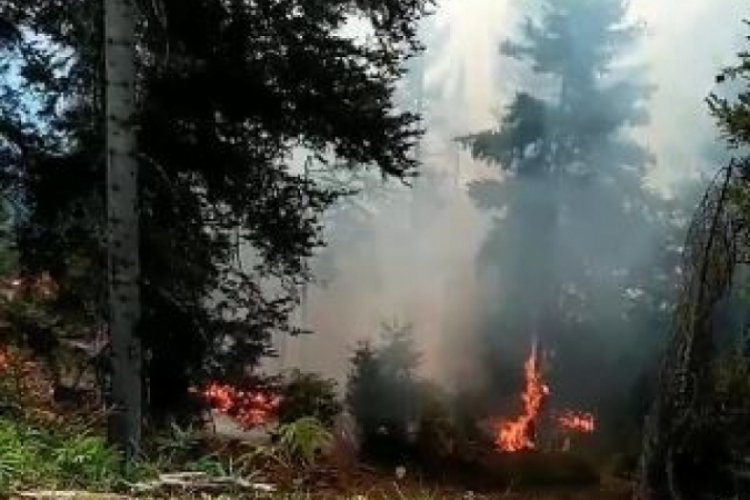 Artvin'de orman yangını