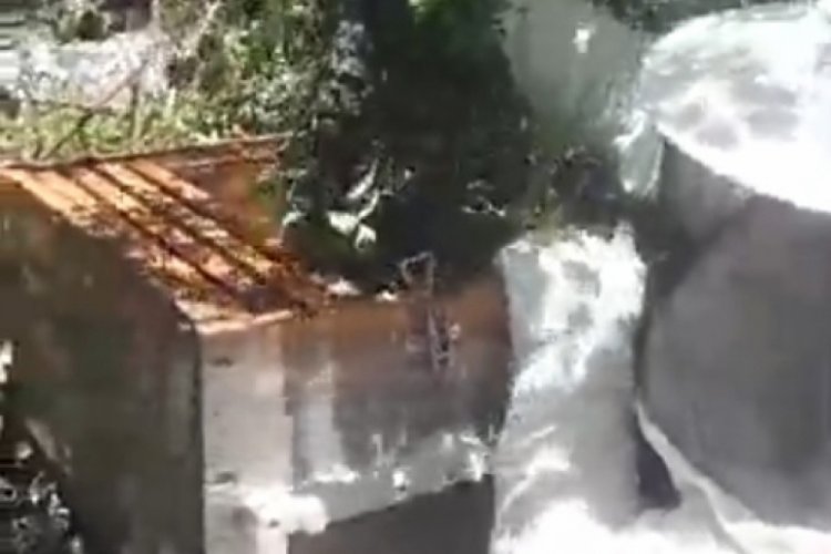Bursa'da arıların ağaca oğul verdiğini gören vatandaş şaşkına döndü