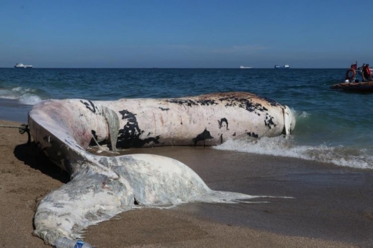 Mersin'de karaya vuran oluklu balinanın &ouml;l&uuml;m nedeni gemi &ccedil;arpması