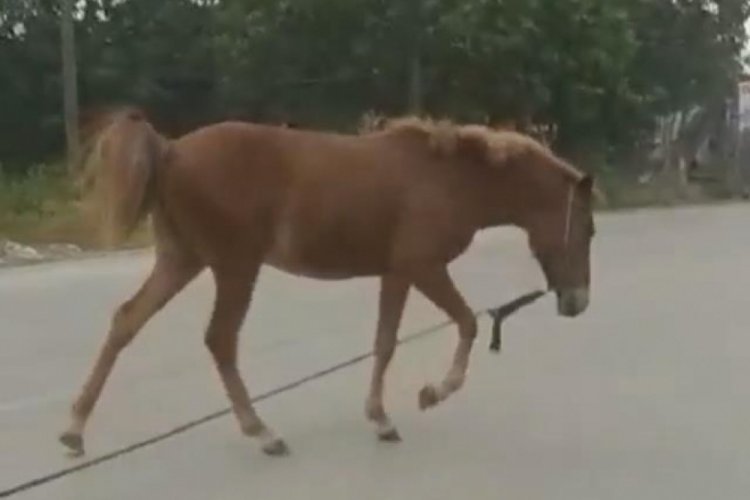 Bursa'da başıboş at, trafiği altüst etti