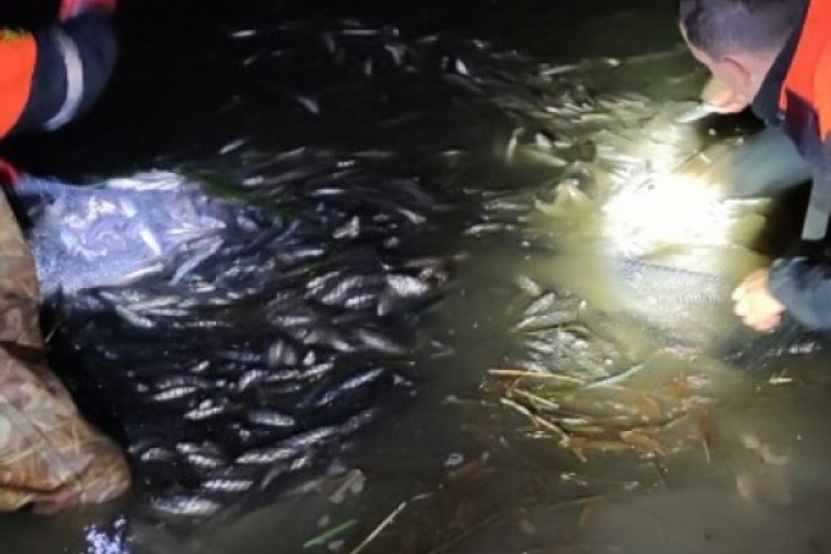 Kaçak avlanan 15 ton canlı balık suya bırakıldı
