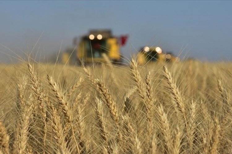 Buğdayda alım fiyatındaki yüzde 36'yı aşan yükselişin ekim alanlarını artırması bekleniyor