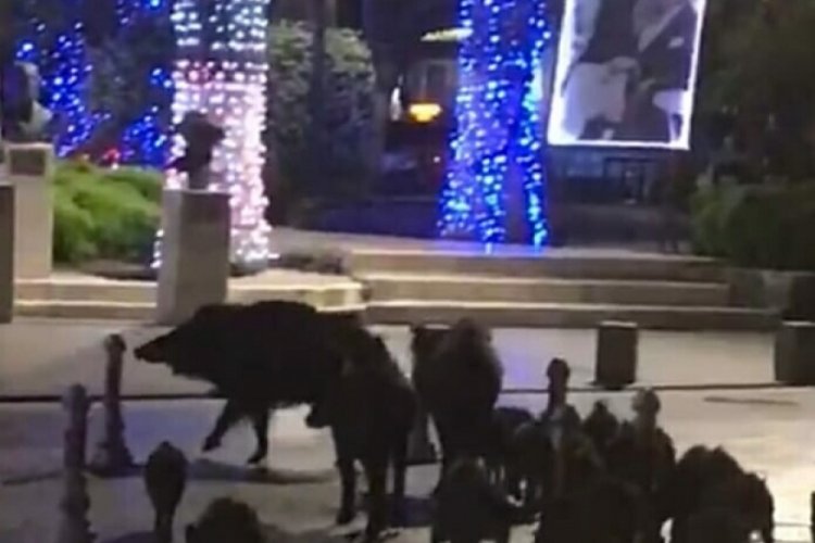 A&ccedil; kalan domuzlar belediye meydanına indi