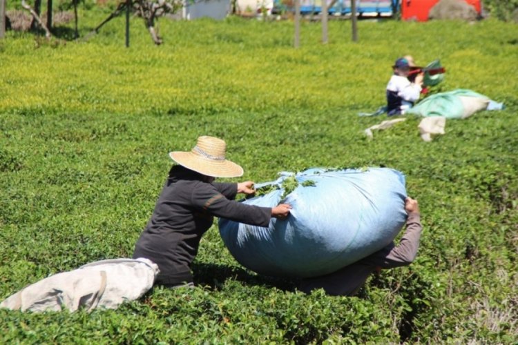 En &ccedil;ok vaka g&ouml;r&uuml;len illerden Rize'de '&ccedil;ay g&ouml;&ccedil;&uuml;' endişesi