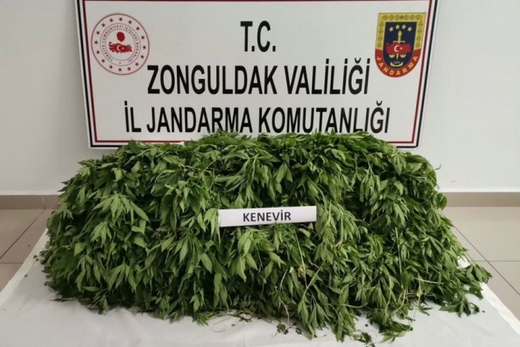 Jandarma operasyonunda binlerce k&ouml;k kenevir ele ge&ccedil;irildi