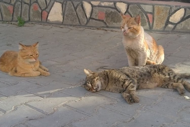 Sokak kedisinden hayat dersi