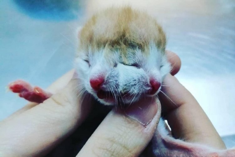Çift başlı doğan kedi görenleri şaşırttı Yaşam Haberleri