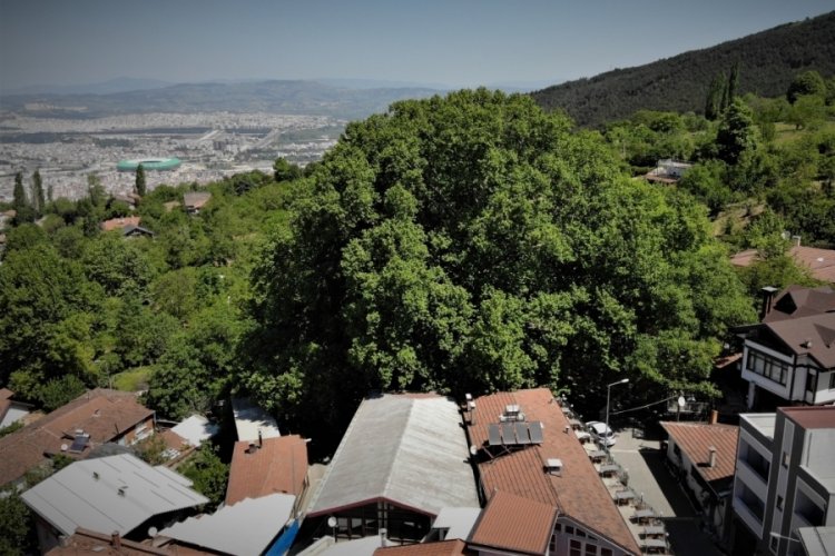 Bursa'nın d&uuml;nyaca &uuml;nl&uuml; ulu &ccedil;ınarı doğal g&uuml;zelliğine kavuştu