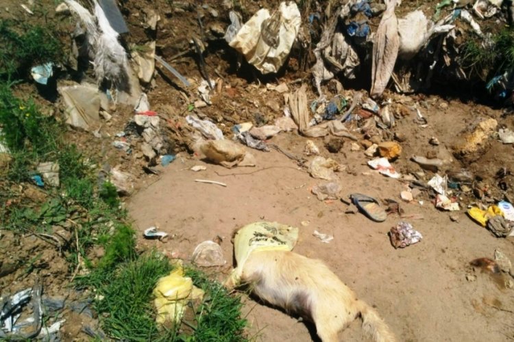 Çöpte 17 köpek ölüsü bulundu
