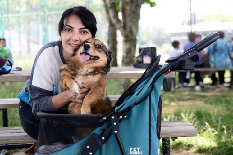 Bursa'da bebek arabasıyla gezdirdiği fel&ccedil;li k&ouml;pek, k&ouml;k h&uuml;cre nakli ile y&uuml;r&uuml;d&uuml;
