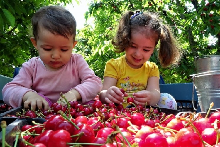 Kiraz, tarlada 9, markette 20 lira