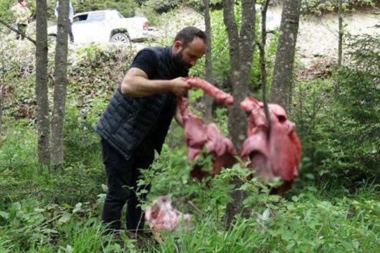 Trabzon'da ayılara karşı sakatat &ouml;nlemi