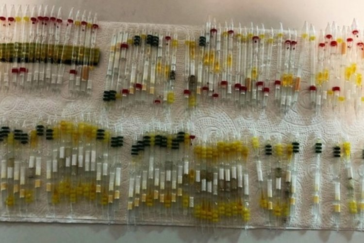 Sınır Kapısı'nda yakalandı: 230 t&uuml;p arı ve kobra zehri