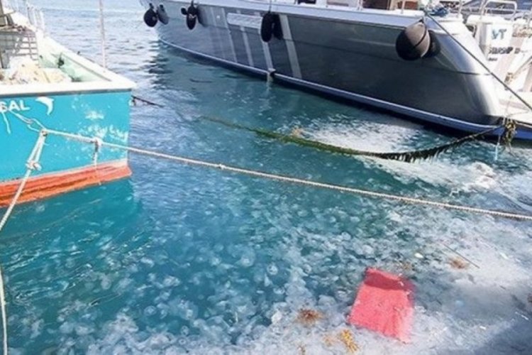 Marmara Denizi'nde müsilajdan sonra denizanası işgali